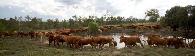 Cattle at dam